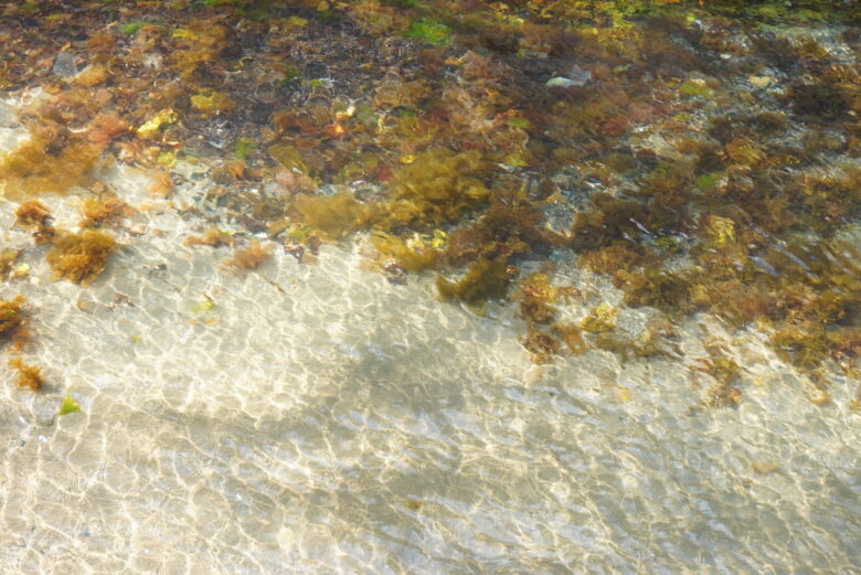 かもめ島_浅瀬