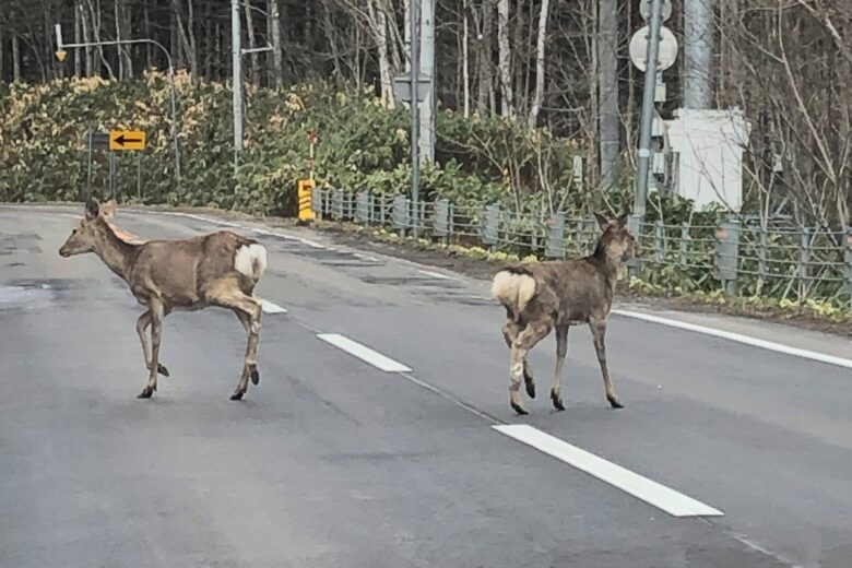 飛び出す野生動物_鹿