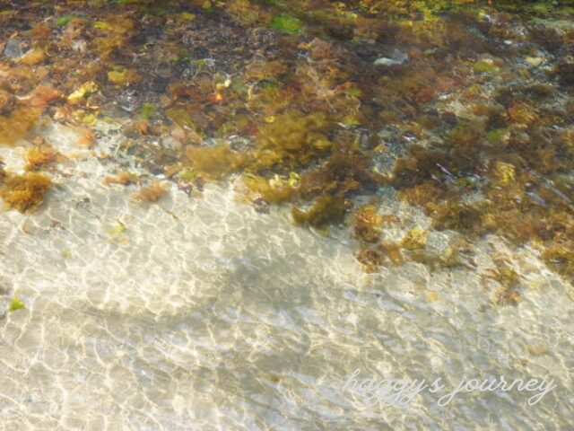 かもめ島_浅瀬