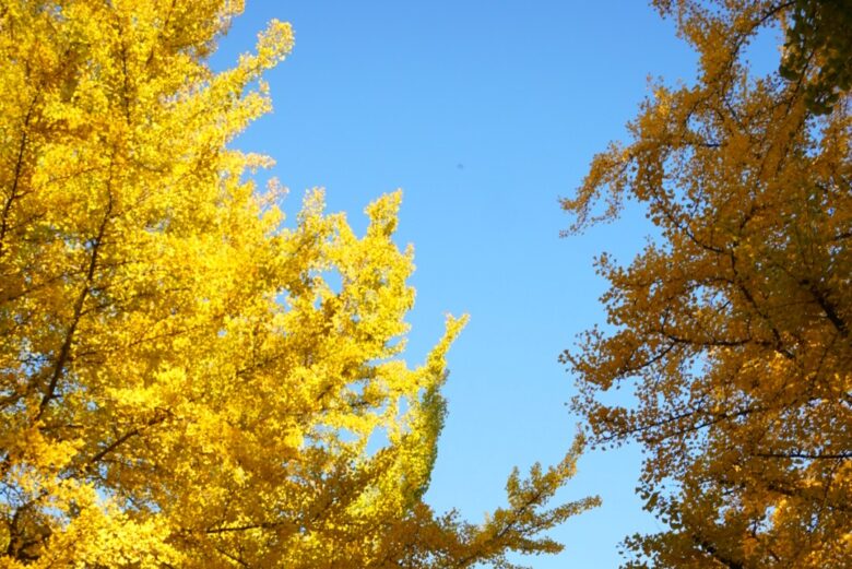 北大_イチョウ_青空