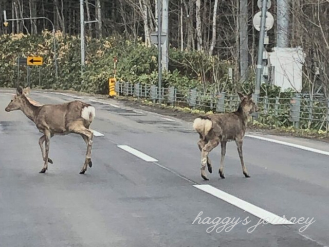 飛び出す野生動物_鹿