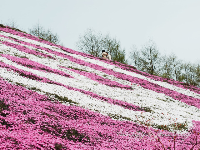 ひがしもこと芝桜公園