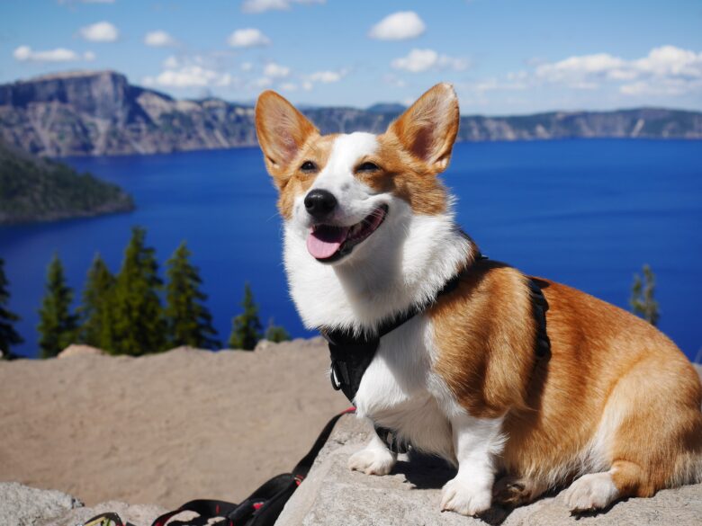 北海道,犬,旅行,まとめ