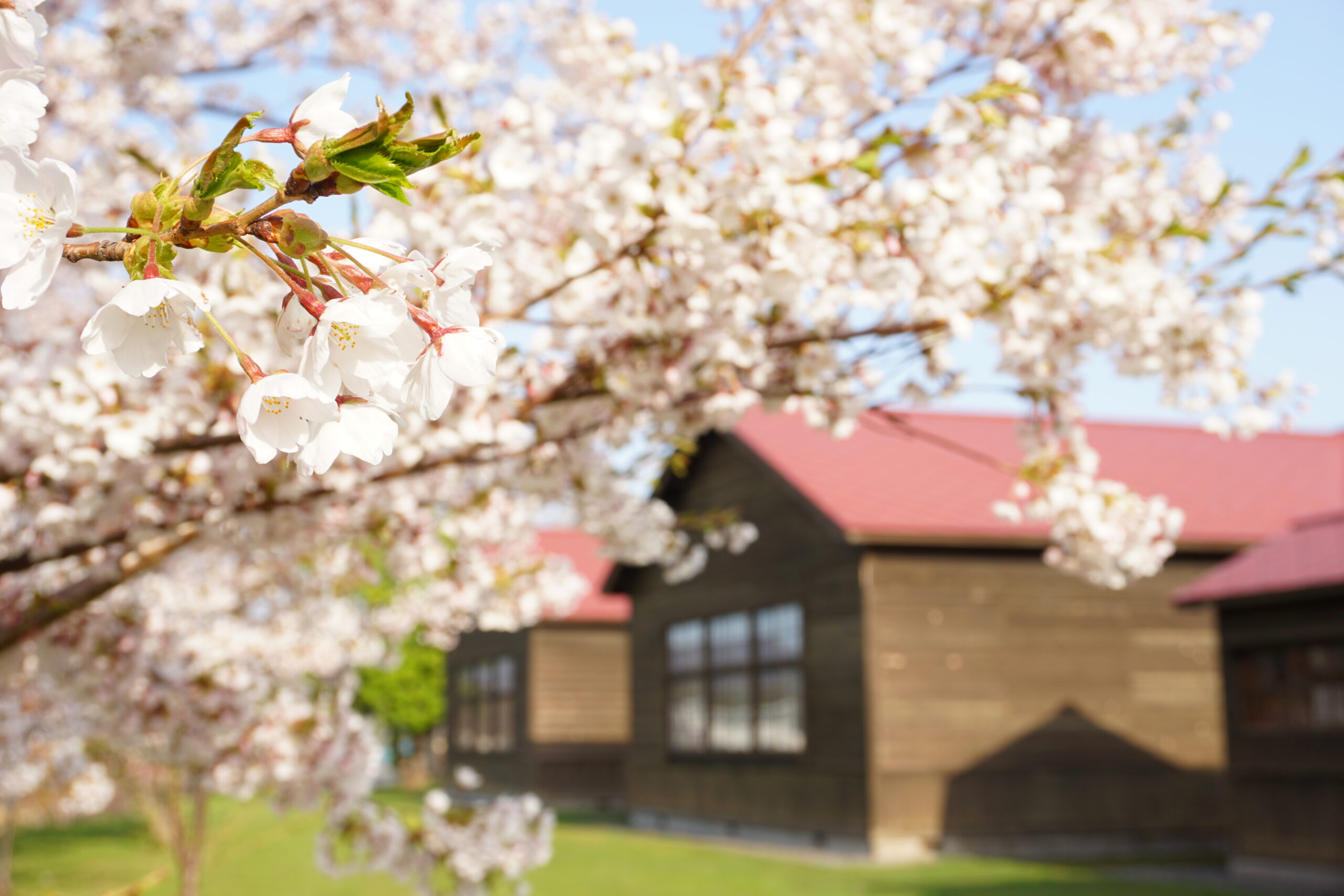 かかし古里館_校舎と桜