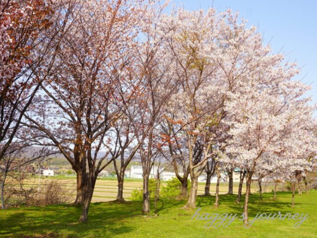 かかし古里館_桜並木