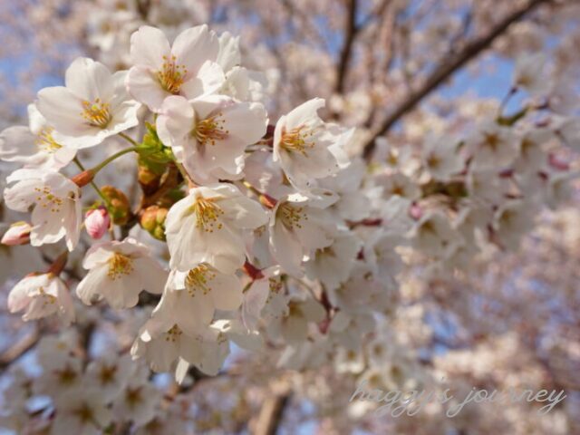 かかし古里館_桜