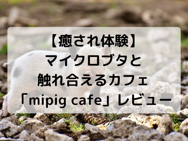 【癒され体験】マイクロブタと触れ合えるカフェ「mipig cafe」レビュー