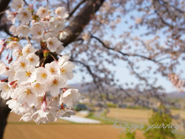 かかし古里館_田畑と桜