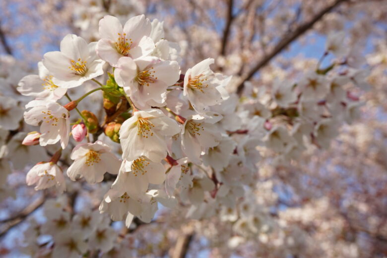 かかし古里館_桜