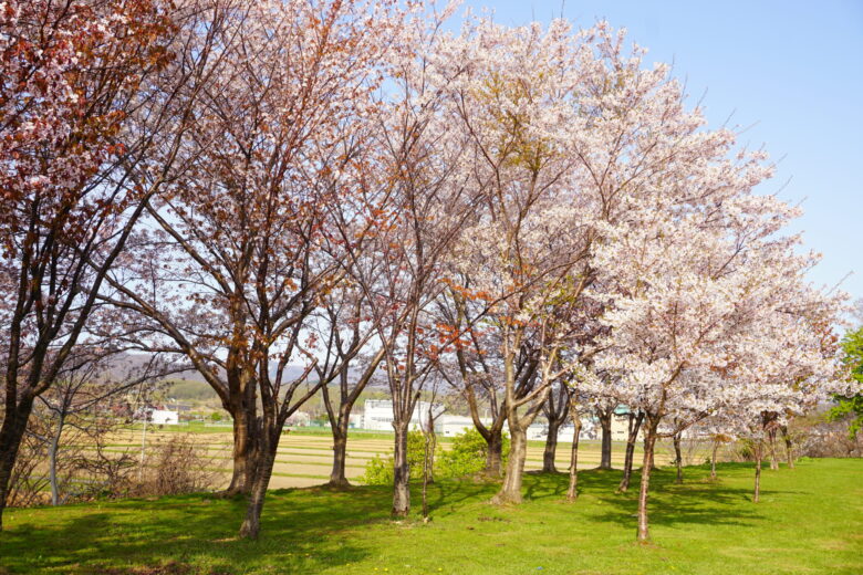 かかし古里館_桜並木