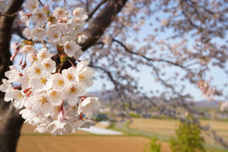 かかし古里館_田畑と桜
