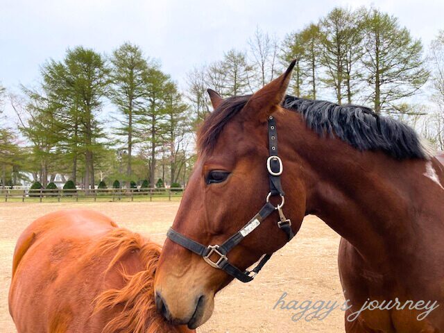 ノーザンホースパークにいる馬