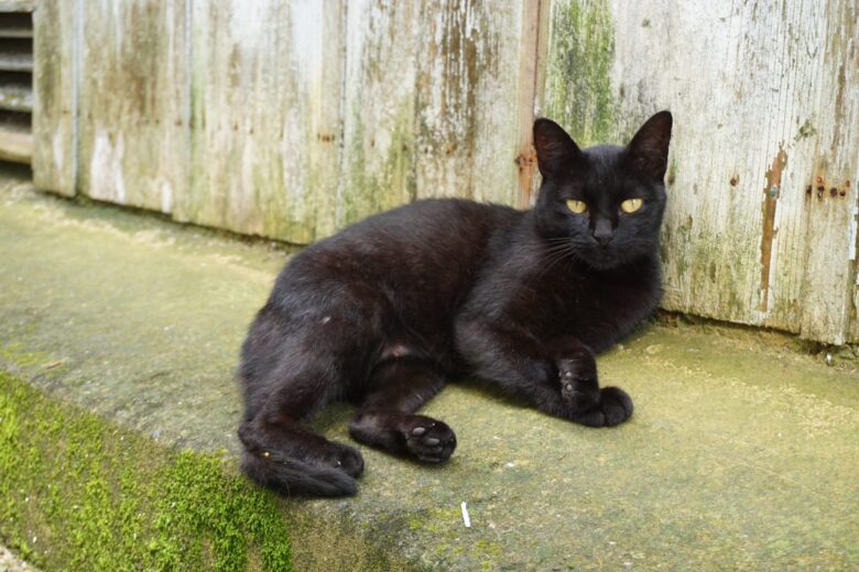 渡鹿野島_猫