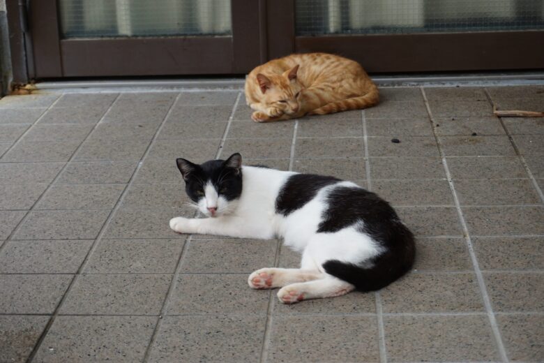 渡鹿野島_猫たち