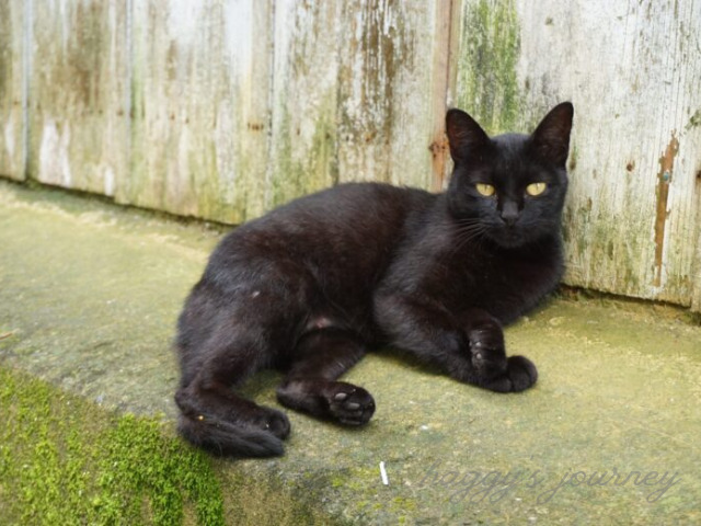 渡鹿野島_猫