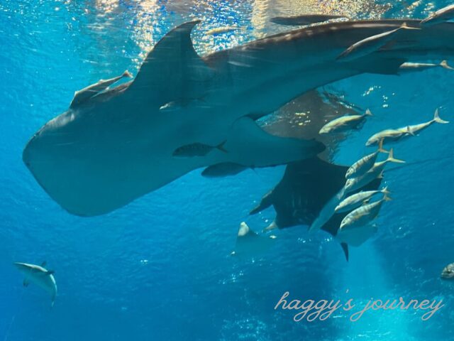 美ら海水族館_ジンベエザメ