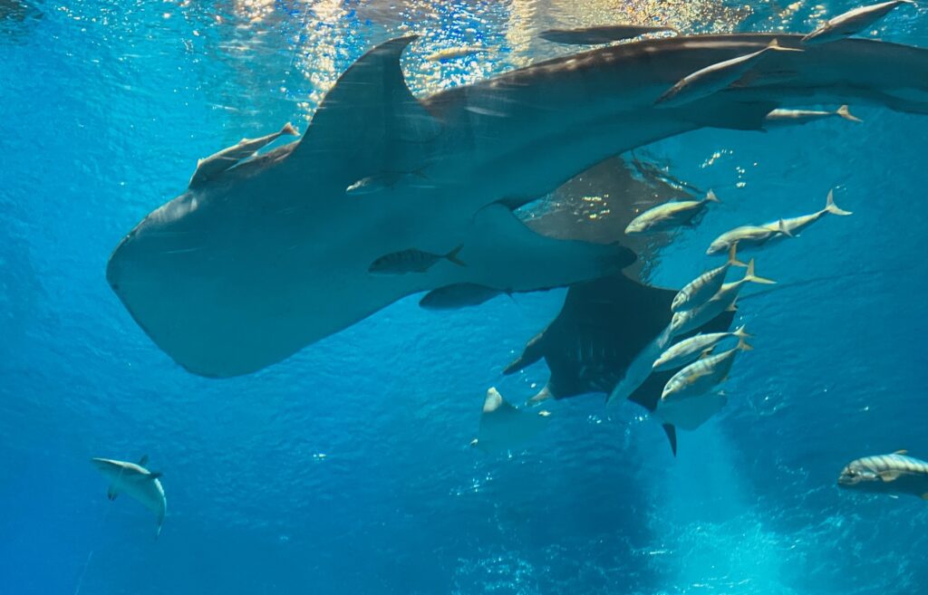 美ら海水族館_ジンベエザメ