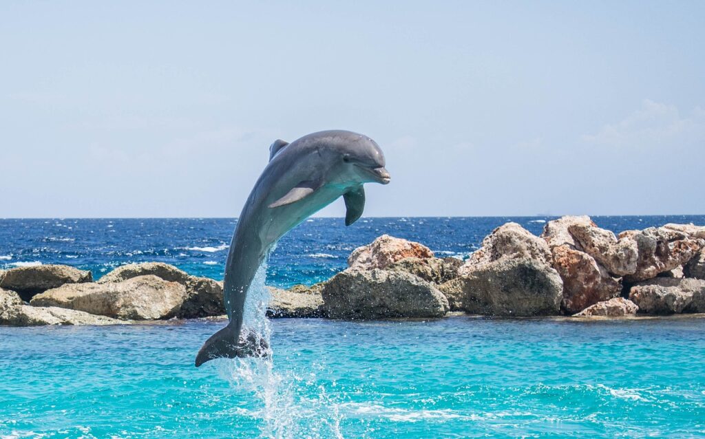 水族館、イルカ