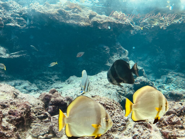 沖縄美ら海水族館_魚