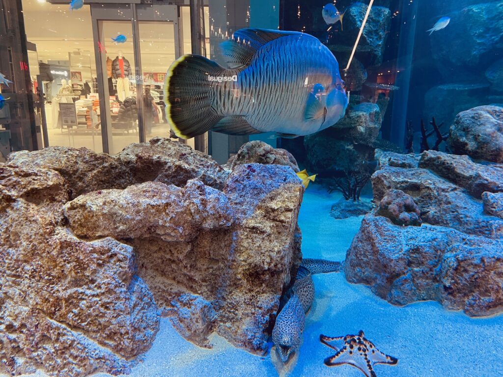 沖縄ライカム_水槽