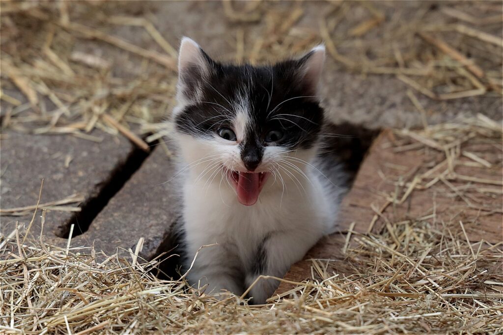 困った猫