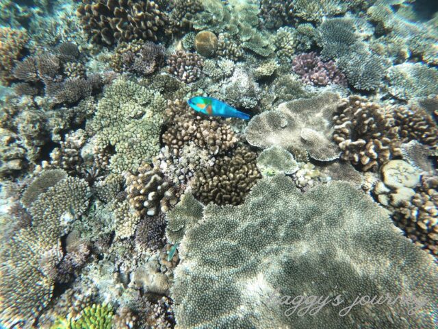 水納島_シュノーケリング