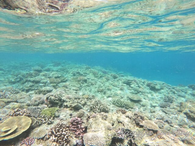 水納島_サンゴ