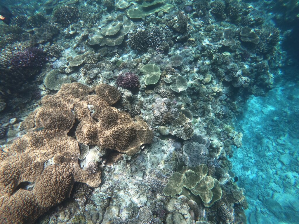 水納島_シュノーケリングツアー