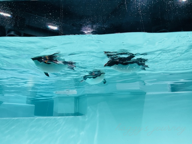 AOAOSAPPORO_泳ぐペンギン