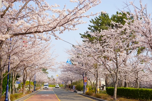 海東龍宮寺_桜ロード