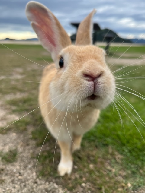 大久野島_うさぎ_アップ