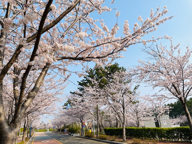 海東龍宮寺_桜