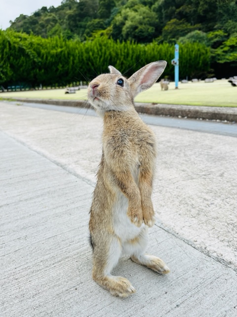 うさぎ島_ピーターラビット