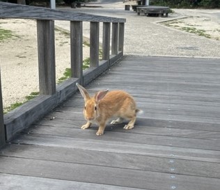 大久野島_うさぎ