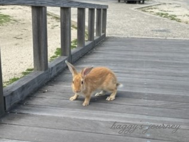 大久野島_うさぎ