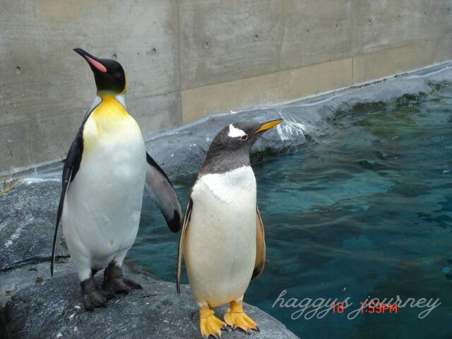 旭山動物園、ペンギン