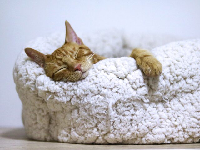 眠る猫