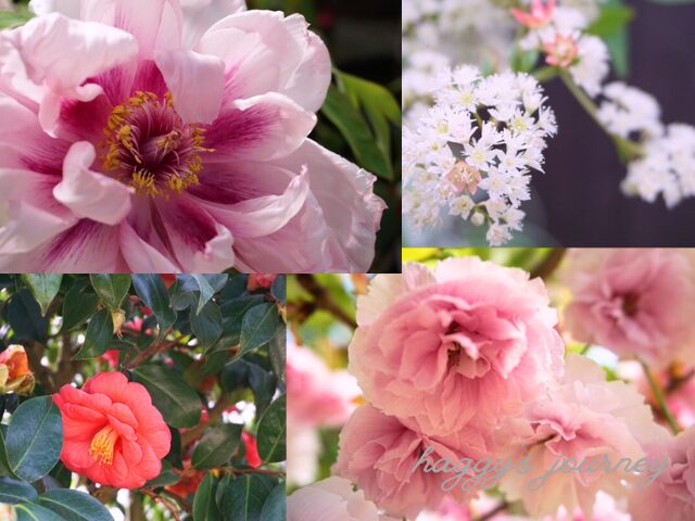 百合が原公園、温室内