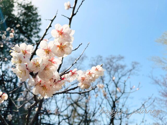 日本の桜