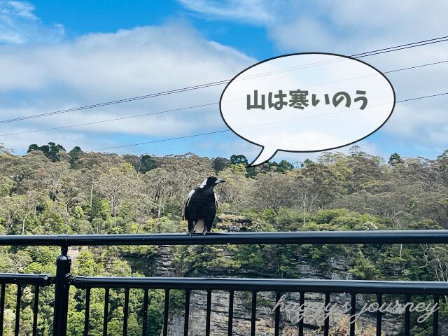 ブルーマウンテンズ、鳥
