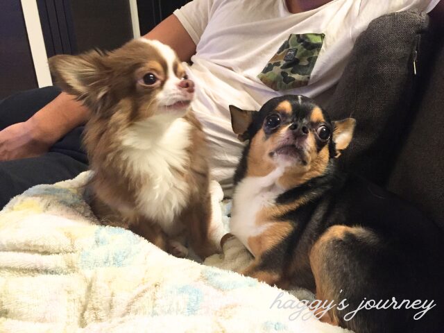 haggyのチワワ