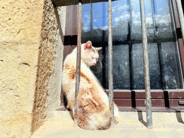 スペイン巡礼、猫