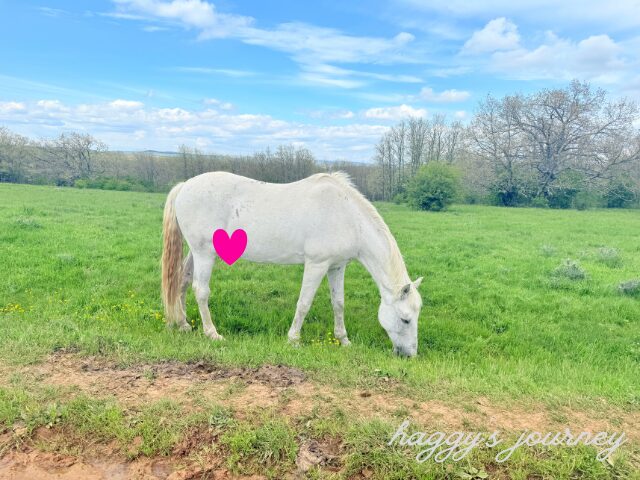 スペイン巡礼、馬