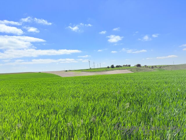 オルニーニョス・デル・カミーノ、草原