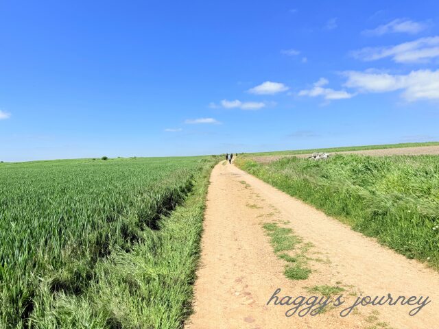 オルニーニョス・デル・カミーノ