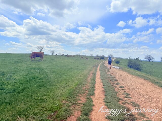 スペイン巡礼、牛