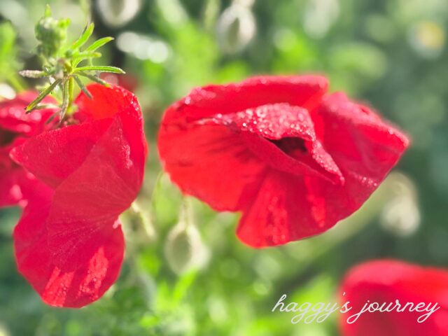 スペイン巡礼、赤い花