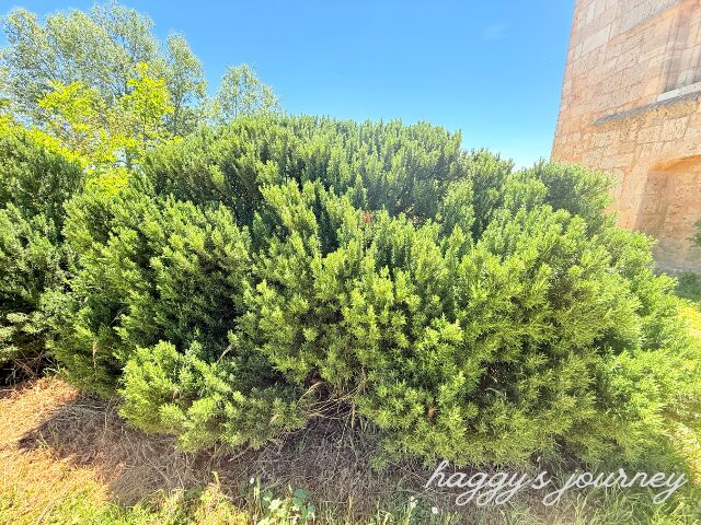 イテロ・デル・カスティリョ