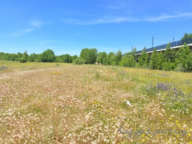 スペイン巡礼、野〇