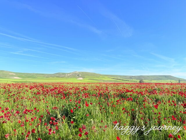 スペイン巡礼、赤い花畑